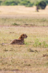 Cheetah lying on the savannah