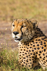 Cheetah potrait