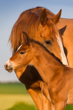 Fototapeta Portrait mare with colt at sunrise