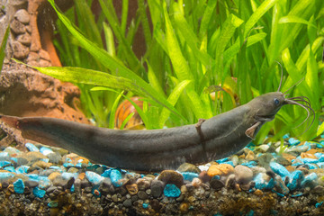Stinging catfish in freshwater aquarium