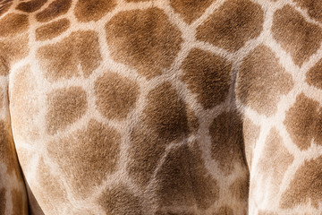 arrière-plans de girafe de peau à motifs