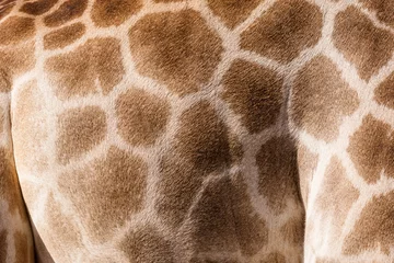 Photo sur Plexiglas Girafe arrière-plans de girafe de peau à motifs