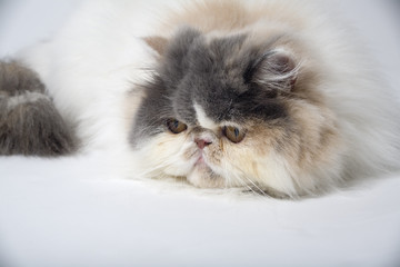Fototapeta premium cat lying down