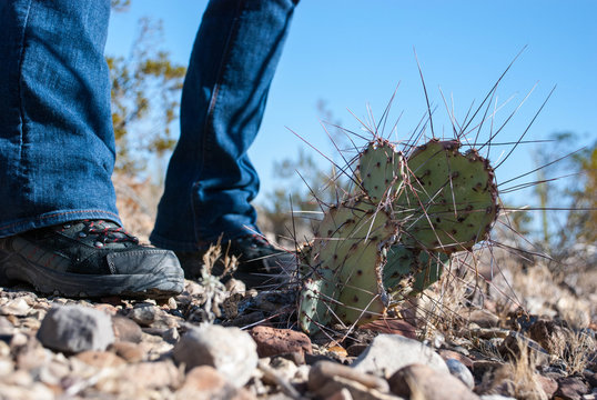 hiker next to barbed cactus 