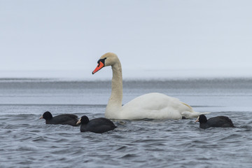 Fototapeta premium Whooper Swan and Eurasian coot in winter