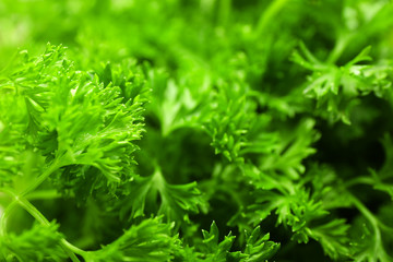 Fresh parsley closeup