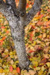 fallen autumn leaves on grass in the garden