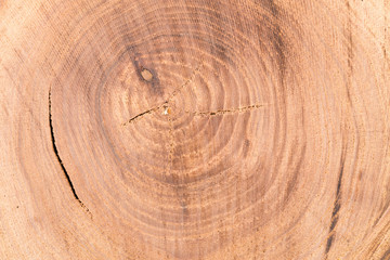 Wooden texture