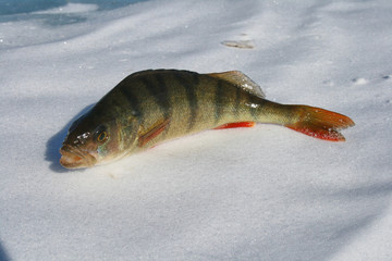 The caught fish is perch on winter fishing