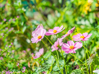 Blossom pink flower in a beautiful day.