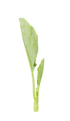 chinese broccoli on white background