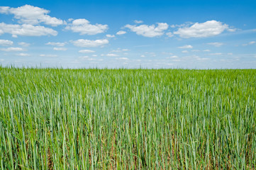 Vast oats (Avena sativa) field against blue sky background