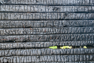 Black burned-out log cabin wall
