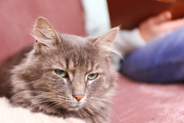 Grey lazy cat sitting near reading woman on sofa in the room, close up