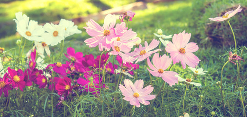 Obraz na płótnie Canvas Abstract soft Blurry of Flower and colorful background. Beautiful flowers made with colorful filters,Blossom pink flower in a beautiful day with color filters. 