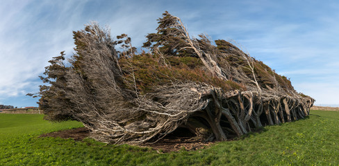 Panoramic view of windswept trees at Slope Hill, The Catlins, New Zealand.