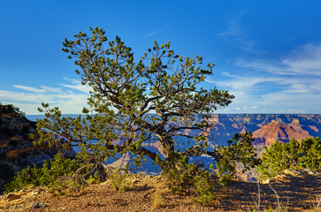 Grand Canyon, Baum am Abhang bei Powell Point,