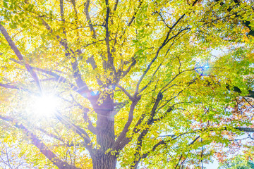 Yellow ginkgo tree in Tokyo