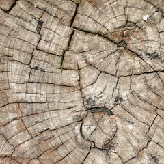 Fototapeta premium old tree stump texture background