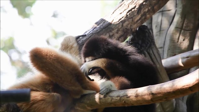 Northern white cheeked gibbon

