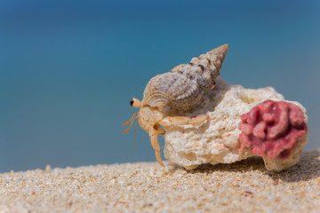 南国のビーチとヤドカリ