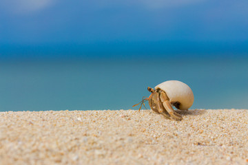 南国のビーチとヤドカリ © imacoconut