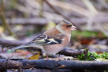Chaffinch (Fringilla coelebs)