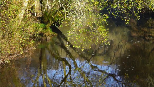Fluss Isole bei Quimperle in der Bretagne im Herbst