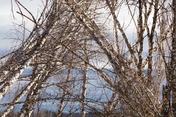 Fototapeta premium Autumn trunks birch trees