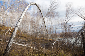 Autumn trunks birch trees