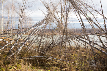 Autumn trunks birch trees