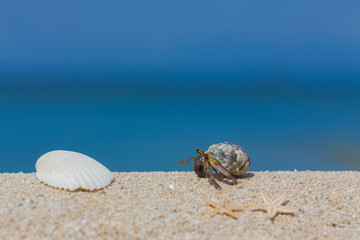 南国のビーチとヤドカリ