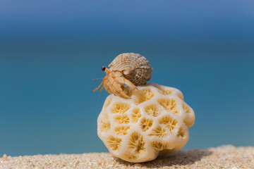 南国のビーチとヤドカリ