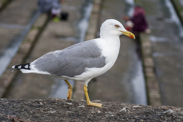 Bird