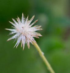 Flower of grass with water drops on blurred background