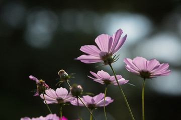 コスモス
