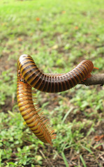 Millipede on tree branches