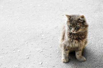 grey cat on the street