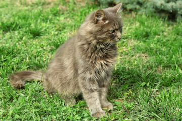 Naklejka na ściany i meble grey cat on green grass background