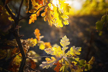 oak grove on the banks of the river. fall 2015