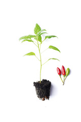Pepper seedling fresh chilli  on white background