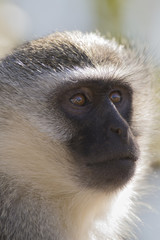 Vervet monkey portrait close up with detail on long facial hair