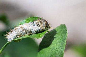 Caterpillar eating green leaf