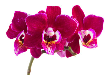Fototapeta premium Two violet orchids 