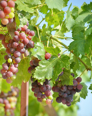 wine grapes