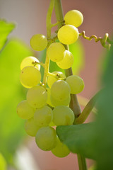wine grapes