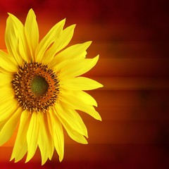 Fototapeta premium Sunflower