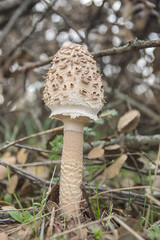macrolepiota procera