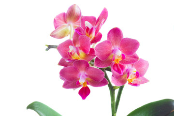 Fresh pink orchid 