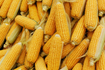 Group of raw corn